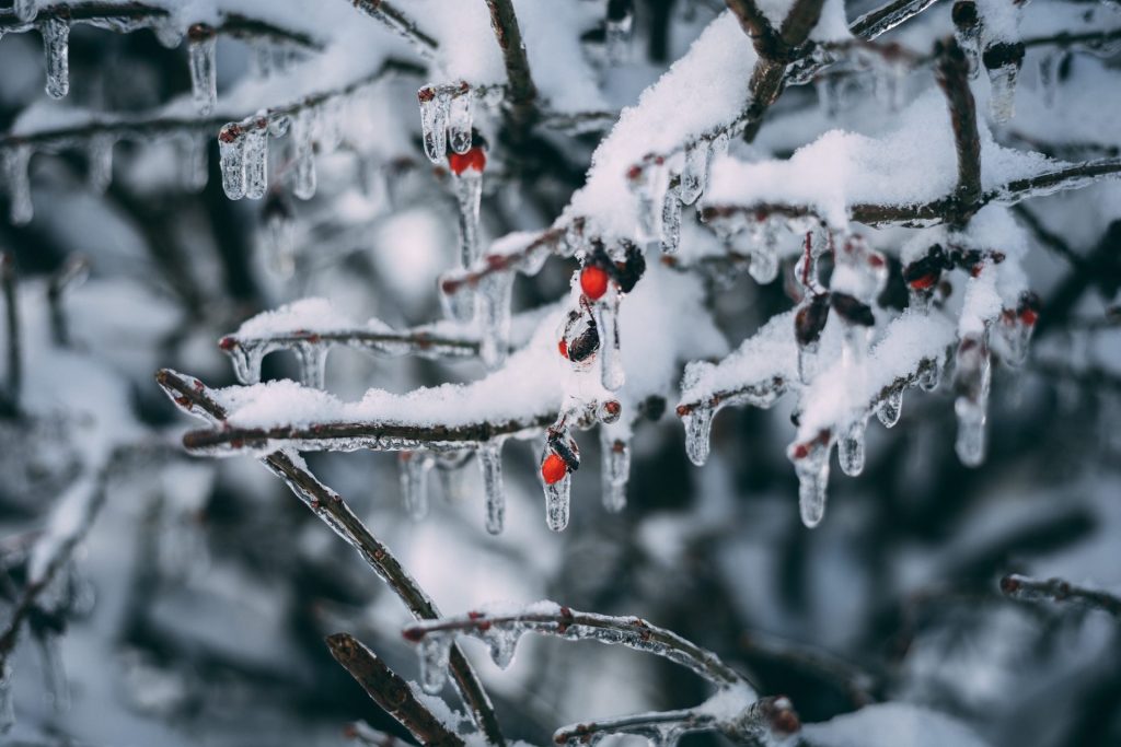 Snow and Ice covered branches