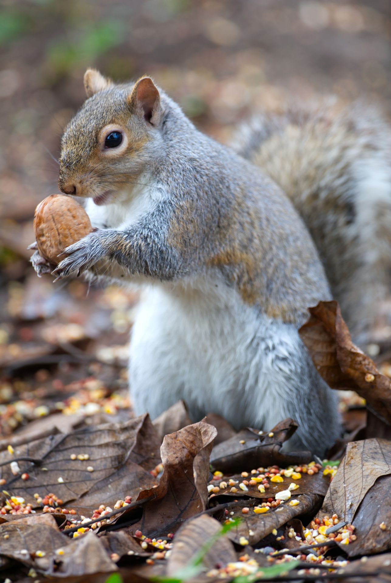 Squirrel - Investigate Stale Odors